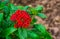 Macro closeup of red clustered flowers on a pentas plant, popular tropical plant from Africa, ornamental flowering garden plants,