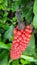 Macro closeup from a red peppercorn ripe with a scratching end looks like an animal, bird, reptile