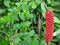 Macro closeup from a red peppercorn ripe with a scratching end looks like an animal, bird, reptile