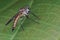 Macro closeup of a robberfly