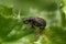 Macro closeup shot of an alfalfa snout beetle