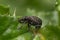 Macro closeup shot of an alfalfa snout beetle