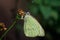 Macro closeup shot of a cabbage butterfly sitting on a wilting flower