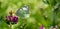 Macro closeup shot of a clouded sulphur butterfly perched on a purple burclover flower