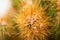 macro closeup shot of a garden green cactus plant and its spines can grow under harsh conditions without less water and more sun