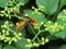 Macro closeup shot of a hornet on leaf buds