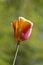 Macro Closeup Shot of Lonely National Dutch Tulips