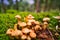 Macro closeup shot of many Pholiota microsporas on the ground. ood wallpaper