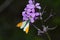 Macro closeup shot of an orange tip butterfly sitting on a violet Erysimum flower