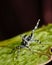 Macro closeup shot of a small arachnid with its front legs raised