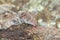 Macro closeup shot of the smallest mammal in the world known as Etruscan shrew lying on decaying log