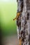 Macro closeup shot of a weaver ant on tree