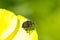 Macro closeup shot of a weevil sitting on a yellow flower