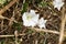 Macro closeup shot of white Calystegia flowers