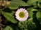 Macro closeup shot of a white flower from a plant called  Erigeron