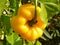 Macro closeup shot of a yellow bell pepper also known as capsicum in a farm