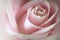 Macro closeup of a single soft pink rose with dewdrops.