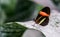 Macro closeup of a small red postman butterfly sitting on a leaf, tropical insect specie from Costa Rica, America