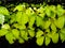 macro closeup of small vibrant green plant growth on dark walls in the rains with moist wet leaves with water droplets and moss gr