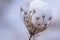 Macro closeup of snow covered dry wildflower head in winter