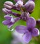 Macro Closeup Spring Lilac Blossoms Rain Drop Reflections