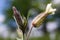 Macro closeup of sprouting white campion bud silene latifolia in wild flower field