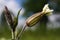 Macro closeup of sprouting white campion bud silene latifolia in wild flower field