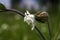 Macro closeup of sprouting white campion bud silene latifolia in wild flower field