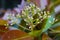 Macro closeup of a striking white blooming flower. Rare flower protected by law