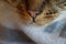 Macro closeup of tabby cat nose with grey blurred neutral background