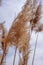 Macro closeup of tall grass blowing in wind