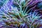 Macro closeup of the tentacles of a Mediterranean snakelocks sea anemone, common tropical invertebrate specie, marine life