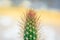 Macro closeup to the spines of a cactus with selective focus. Cactus with long red pointed spines with selective focus. copy space