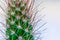 Macro closeup to the spines of a cactus with selective focus. Cactus with long red pointed spines with selective focus. copy space