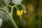Macro Closeup of Tomato Plant Flowers Emerging