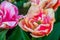 Macro closeup of vibrant multicolored tulip flowers, cultivated ornamental garden flowers, nature background