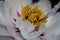 Macro Closeup view of A white peony flower