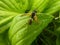 Macro Closeup of Wasp on Leaf