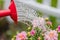 Macro closeup of watering can watering pink spring flowers