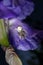 Macro Closeup of a white crab spider feasting on catched bee on blue Bearded iris, Iris Barbata