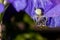 Macro Closeup of a white crab spider feasting on catched bee on blue Bearded iris, Iris Barbata