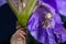 Macro Closeup of a white crab spider feasting on catched bee on blue Bearded iris, Iris Barbata