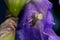 Macro Closeup of a white crab spider feasting on catched bee on blue Bearded iris, Iris Barbata