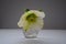 Macro closeup of white flower and bud with green leaves of Helleborus niger, called Christmas rose