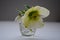 Macro closeup of white flower and bud with green leaves of Helleborus niger, called Christmas rose