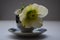 Macro closeup of white flower and bud with green leaves of Helleborus niger, called Christmas rose