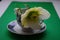 Macro closeup of white flower and bud with green leaves of Helleborus niger, called Christmas rose