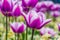 Macro closeup of a white and purple tulip flower with a field of tulips in the background, traditional dutch flowers, nature