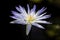 A macro closeup white purple water lily in the pool