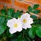 Macro Closeup of white rugosa rose flower